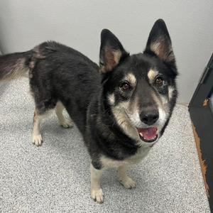 Odin, Husky, adult, available for adoption
