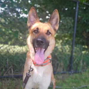 A German Shepherd dog with its tongue out, wearing a red collar, standing in a grassy area with trees in the background.