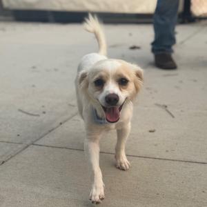 A small white dog with a happy expression walking on a sidewalk.