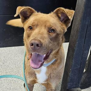 Ozzy, Retriever, Chesapeake Bay, adult, available for adoption