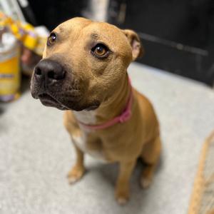 Milo, Terrier, American Pit Bull, adult, available for adoption