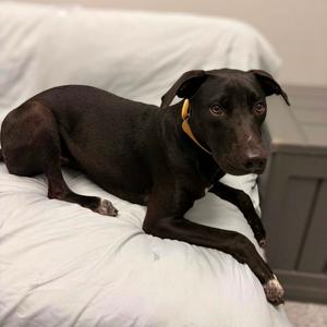 Brenden, Terrier, American Staffordshire, available for adoption