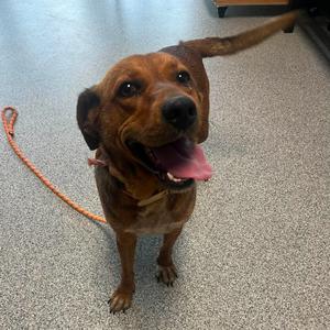 Butternut, Hound, young, available for adoption