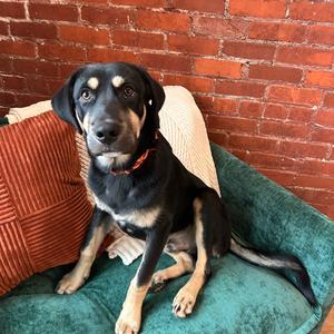 River, Rottweiler, young, available for adoption