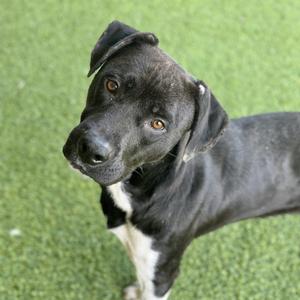 A black dog with white chest markings and amber eyes looks up and to the left, with its head tilted.