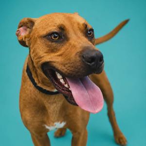 A brown dog with a black collar sticking its tongue out against a solid teal background.
