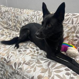 Layla, Retriever, Labrador, adult, available for adoption