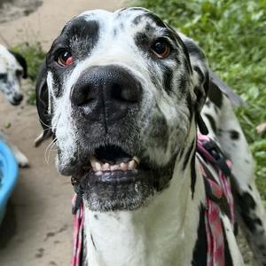 Moose, Great Dane, adult, available for adoption