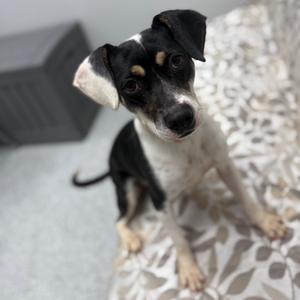 Daisy, Mixed Breed (Small), adult, available for adoption