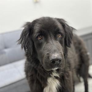 Scout, Newfoundland, senior, available for adoption