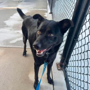 Harvey, Shepherd, Australian, adult, available for adoption