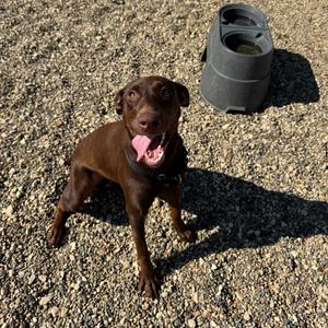 Nutella, Pinscher, Doberman, young, available for adoption