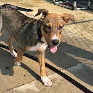 Grumpy, Mixed Breed (Small), available for adoption