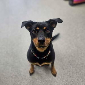 London, Rottweiler, young, available for adoption