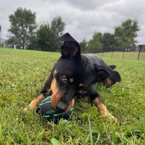 London, Rottweiler, young, available for adoption