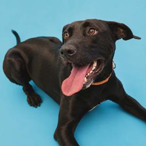 Dee, Retriever, Black Labrador, adult, available for adoption