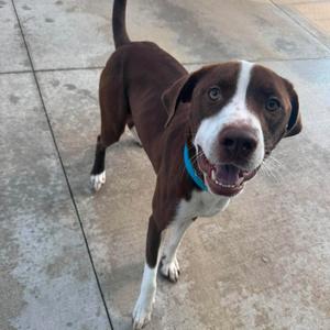A brown and white dog with a blue collar standing on a concrete surface, looking up with its mouth open.