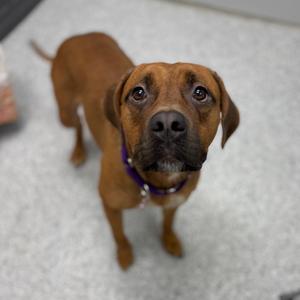Pickles, Beagle, adult, available for adoption