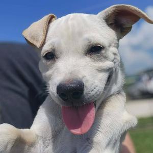 Spanky, Retriever, Labrador, available for adoption