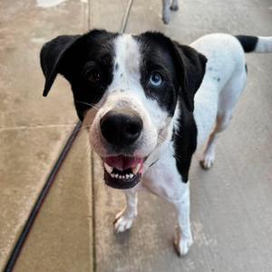 Mara, Collie, Border, young, available for adoption