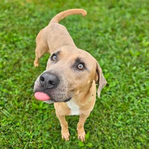 Alvin, Retriever, Labrador, young, available for adoption
