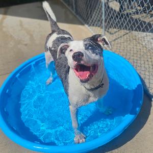 Duke, Mixed Breed (Large), adult, available for adoption