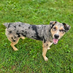 Duke, Cattle Dog, Australian (Blue Heeler), young, available for adoption