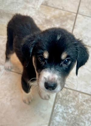 Butch Cassidy, Mixed Breed, puppy, available for adoption