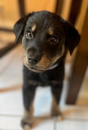 Emmett Dalton, Mixed Breed, puppy, available for adoption