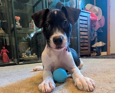 Maggie, Mixed Breed, puppy, available for adoption