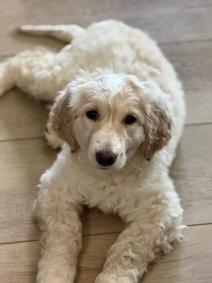 A fluffy, light-colored puppy lying on a wooden floor, looking directly at the camera with large, dark eyes.