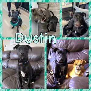 Dustin, Labrador Retriever, available for adoption