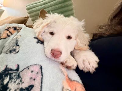 Dragon, Mixed Breed, available for adoption