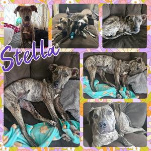 Stella, Mixed Breed, available for adoption