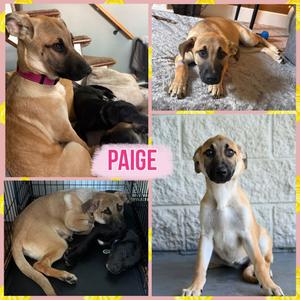 Paige, Mixed Breed, available for adoption