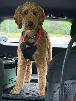 Ruby formerly Jean, Poodles (All Types), adult, available for adoption