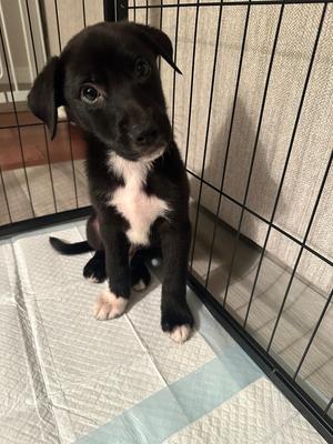 Gunslinger, Mixed Breed, puppy, available for adoption