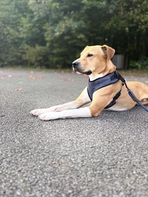 Rocket, Mixed Breed, adult, available for adoption