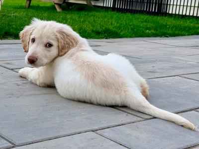 Thompson, Mixed Breed, available for adoption