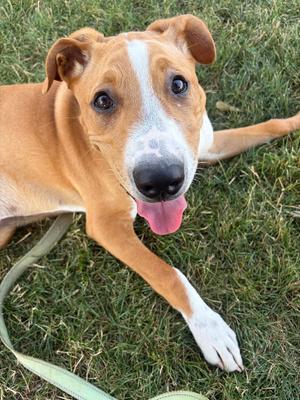 Anthony, Mixed Breed, young, available for adoption