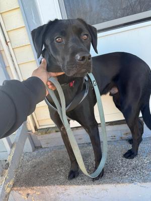 Blaize, Labrador Retriever / Chihuahua, adult, available for adoption