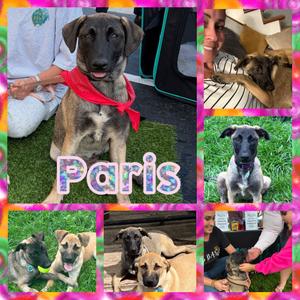 Paris, Mixed Breed, available for adoption
