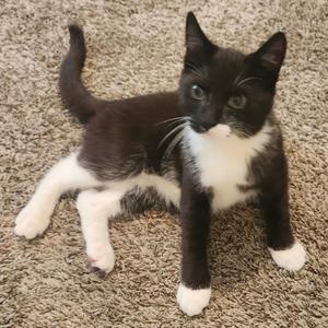 Duke Houston, young, available for adoption