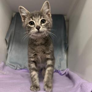 A gray tabby kitten sitting on a purple blanket with a blue blanket behind it.