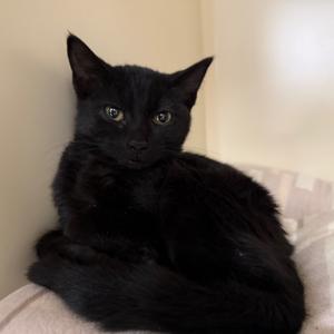 Acorn Roswell, available for adoption