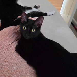 Cotonou "Ellie" HSPPR, young, available for adoption