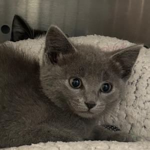 A gray kitten with large blue eyes lying on a white blanket.