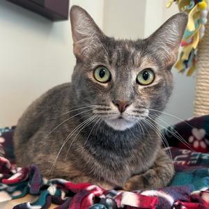 Bee Bee TX, adult, available for adoption