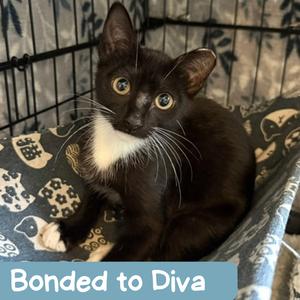 Dewdrop Houston, available for adoption