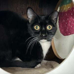 Dewdrop Houston, young, available for adoption